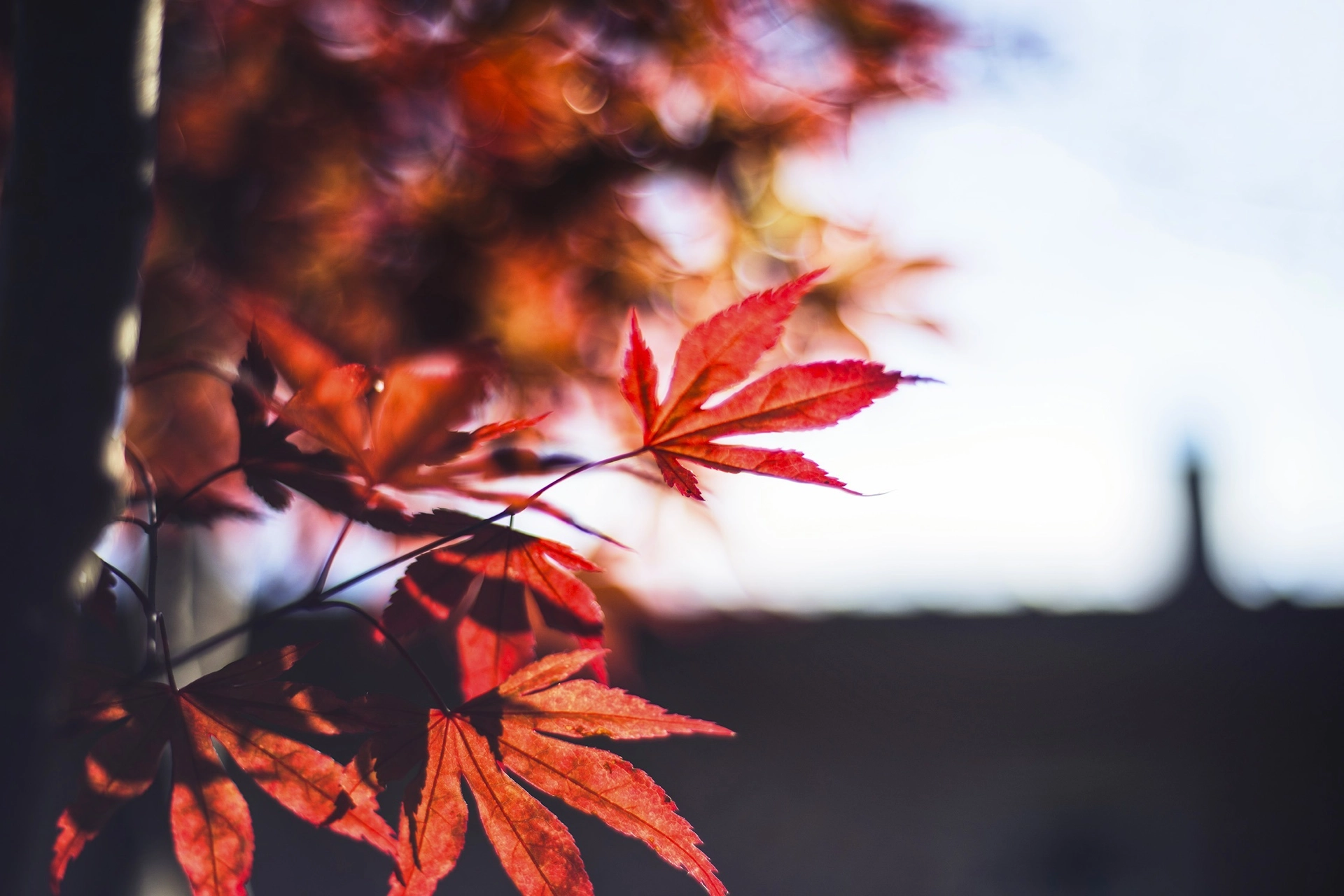 Tecniche Avanzate di Messa a Fuoco - Corso fotografia online Photolab Academy