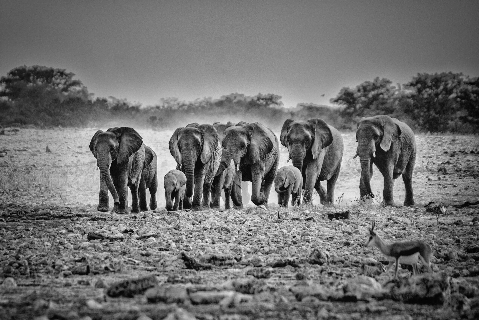 Elefanti bianco e nero Etosha viaggio fotografico Namibia