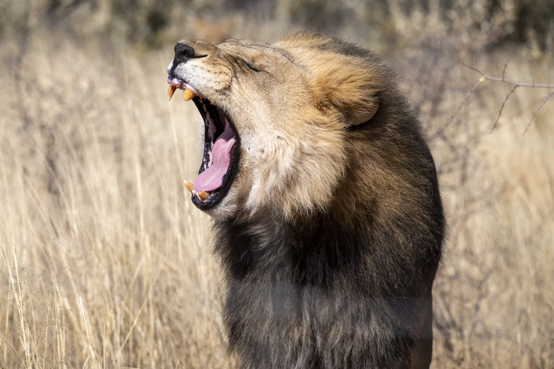Leone safari Etosha viaggio fotografico Namibia
